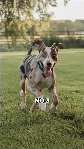 TOP THREE DOGS WITH COLORS NEVER SEEN BEFORE