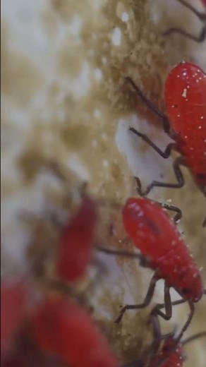 “Macro World of Red Bugs | Incredible Close-Up Footage”🐜”