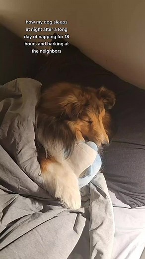 what a life #collie #toko #sheltie #dog