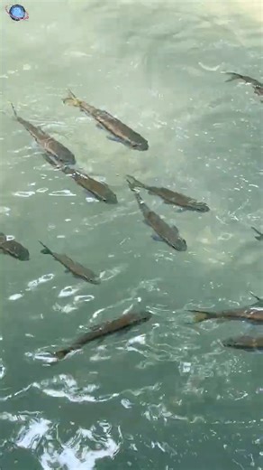 🇹🇭 THAILEX VDO Blue Mahseer in the Clear Pools of Erawan NP
