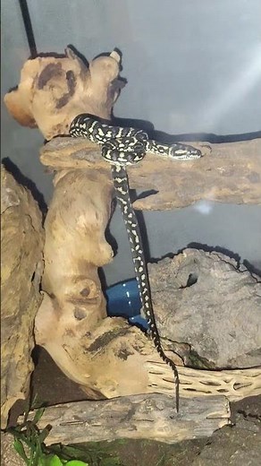 such a beautiful 6-month-old jungle carpet python