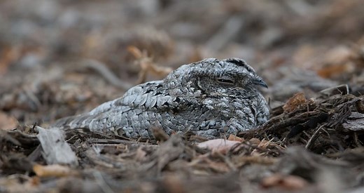 Common Poorwill Identification, All About Birds, Cornell Lab of Ornithology