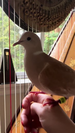 Atlas’s scale, one year ago when i first got my Pedal harp 🤎 #harp #bird