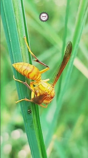 Yellow Paper Wasp Closeup View Perched on Green Grass Blade in Natural Outdoor Setting