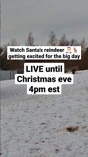 Santa's Reindeer LIVE only on Zoolife for a Limited Time! 🦌