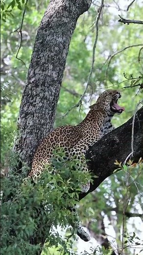 Cheetah Moving on a Tree | Predator Observation & Wildlife Behavior | Nature Documentary