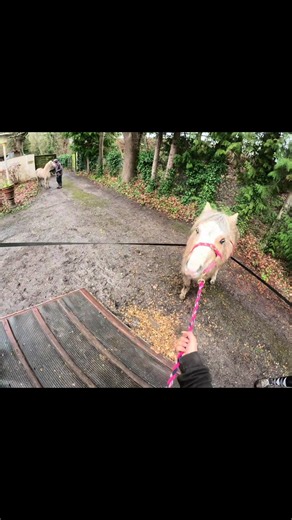 Meet the Cutest Welsh Section A Pony