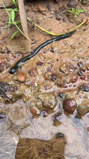 Discovering a River Leech While Fishing