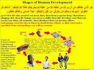 Stages of Human Development