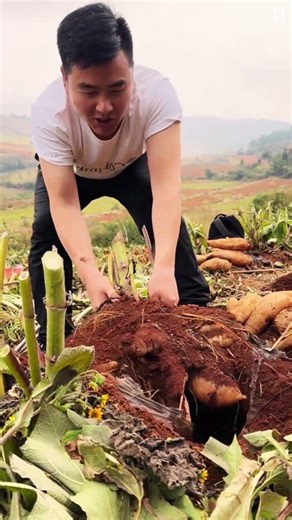 Industri pertanian panen ubi yakon cina yang memuaskan dengan tangan kosong #shorts