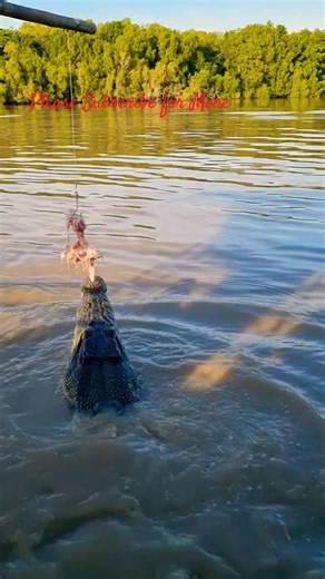​Crocodile Launces Entire Body Out of the Water! #crocodile #australia #crocs #wildlife #nature