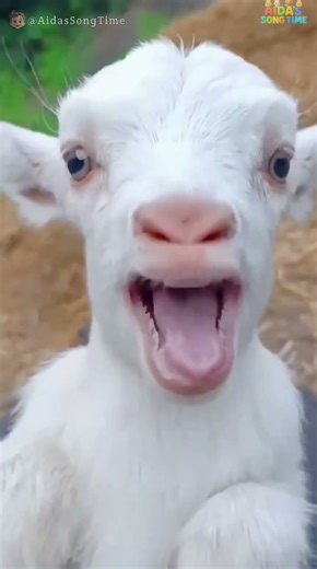 Pure Tiny Cutest Giggles! 😂💛 Baby’s Funniest Sweet Reactions #CuteBaby #HappyGiggles #Shorts