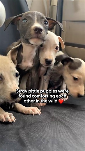 The Dodo on Instagram: "The smallest pup had the biggest courage 🥹 Zoey revealed how she rescued six frightened puppies from the middle of nowhere — and how she matched them with families who still bring them together to play! 💗 Follow along with @lunafoundation."