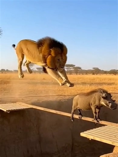 The Lion King Moments That Will Make You Laugh