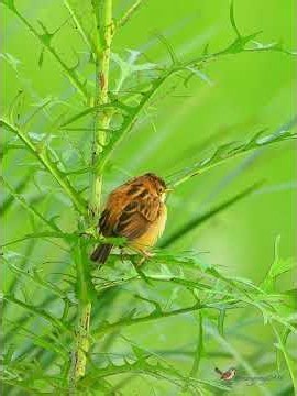 棕扇尾鶯 Zitting Cisticola #birds #birdingparadise #wildlife #nature #4k #birdphotography #birdwatching