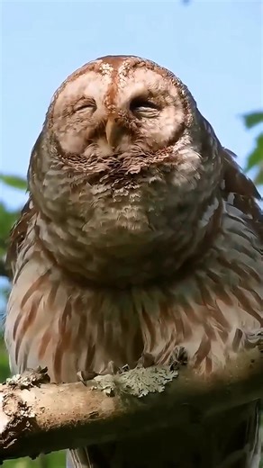 6.8K views · 286 reactions | Amazing sounds of animals | animal world | Facebook