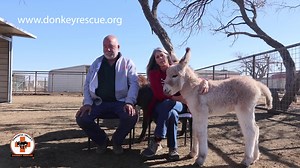 Please support the Peaceful Valley Donkey Rescue for the Betty White Memorial Birthday Challenge. Betty was a 16 year supporter of PVDR. donkeyrescue.org/donate | Peaceful Valley Donkey Rescue