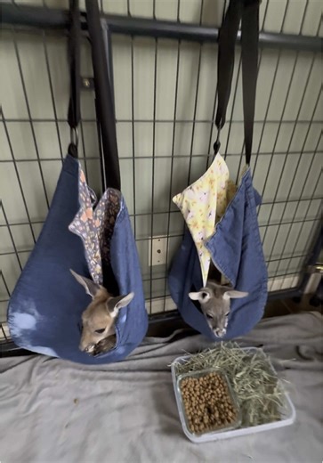Will our kangaroos like their cage upgrade? House kangaroos forever! It’s to cold outside for them still for a few more months and we are going to enjoy every second inside with them that we can! #animals #zoo #farm #wildlife #australiaanimals