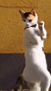 😂 | Pear La's Vlog