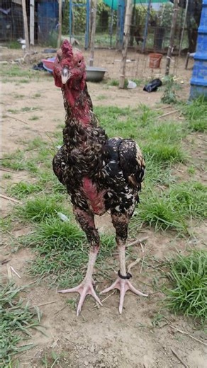 Aseel Java ❤️ #aseelmurga #aseel #rooster