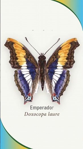 ✨🦋Estas mariposas de México te dejarán sin palabras 😍🦋✨🦋