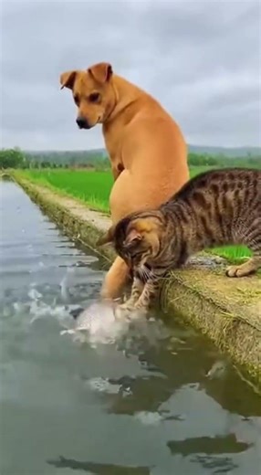 Nice catch! #fishing #smartpets #amazinganimals #animalteamwork #dogandcat