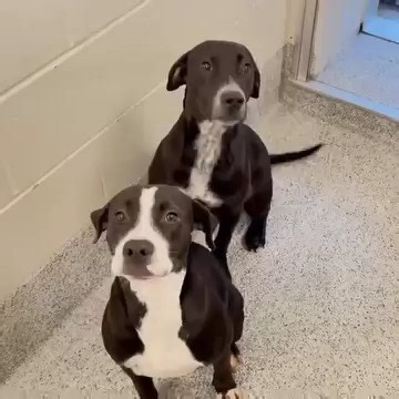 ❤️2/21/25 SAFE! CALI and ANGEL are both SAFE and out of the shelter with Pep's Pals Rescue ! Thank you ALL for being a part of our TEAM and a huge part of their rescue journey! Please be so kind to enter "FOR CALI and ANGEL" In the notes when honoring pledges to: Venmo: @Peps_Pals (last 4 digits of phone number is 2040) Cash App: $PepsPalsRescue Zelle: Pepspalsrescue@gmail.com Mail a check to: PEP’S PALS RESCUE, 22311 GEORGIA AVE, P.O. BOX 532, BROOKEVILLE, MD 20833 Pepspalsrescue.org/donate to 