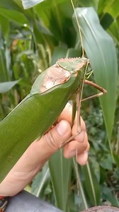 20 reactions | Nope, this isn’t some sort of camera trickery or CGI,...