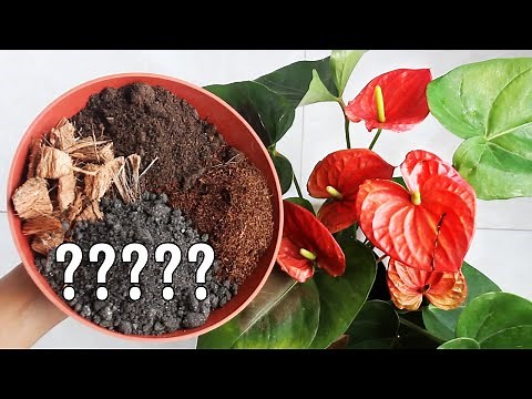 BEST Potting Soil MIX for Anthurium Plant?