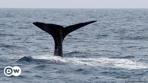 High seas treaty is 'a big deal': Oceanographer