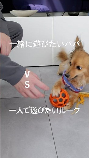 絶対にパパと遊びたくない立ち耳チワックス🐶愛犬とのおもちゃ遊び #チワックス #犬のいる暮らし #癒し #ミックス犬 #愛犬