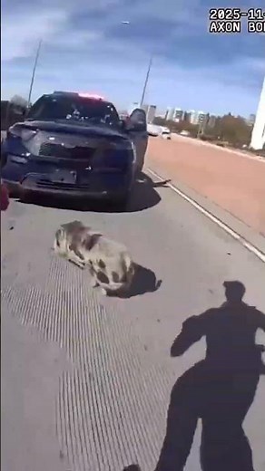 Pig leads Albuquerque police officers on wild foot chase through interstate traffic