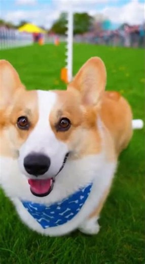 Welsh corgi who flouted the rules of the race and just enjoyed it #AI