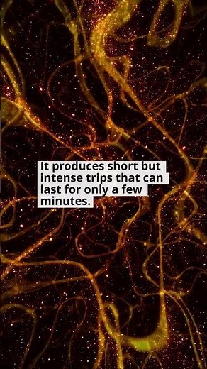 What Happens in the Human Brain After Taking DMT?