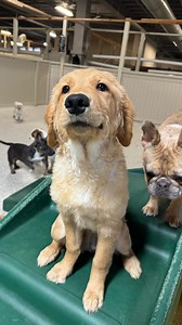 15K views · 1.2K reactions | Let’s see what puppies know how to speak at dog daycare! • • I can’t even lie to you guys, this is by far my favorite group of puppies we have ever had at the daycare! ❤️ • • #dogdaycare #doggiedaycare #dogdaycarelife #dogdaycarefun #doggiedaycarelife #doggielove #doglover #puppydaycare #doglover #doglovers #dog #dogs #puppies #puppy #puppiesofig | Bryan Tabler | Facebook