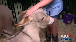 12K views · 136 reactions | WATCH: Today is your final chance to meet the mini donkeys at the Calgary Stampede like Leslie Horton. | Global Calgary | Facebook
