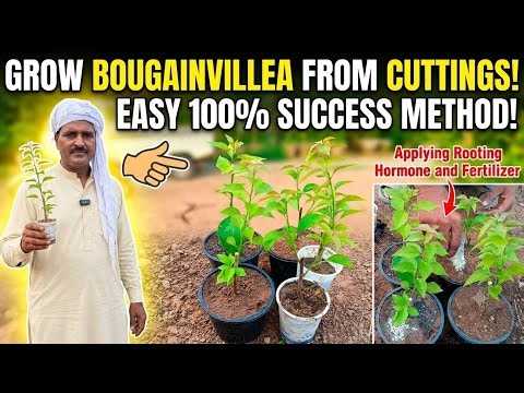 Grow Bougainvillea Fast: 100% Success Stem Cutting Method.