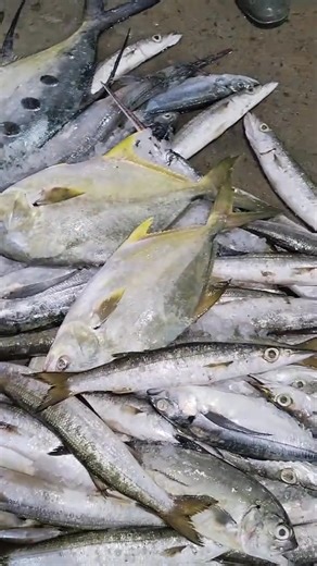 🔥 Fresh Fish Price Update — Today’s Latest Rates & Quality Catch! 🐟 Pure & fresh fish available daily — best market rates, premium quality guaranteed! 🧊🐠 Inbox for orders & wholesale deals. #FreshFishUpdate #FishMarket #SeafoodLovers #KarachiFishMarket #DailyFishRates #FishSupply #FreshCatch #SeafoodPakistan #FishBusiness #WholesaleFish #FishermenLife #KarachiSeafood #FishDealToday | Seafood 2.0