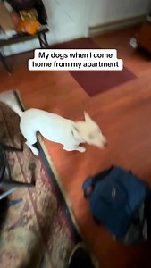 400 reactions · 10 comments | They’re fighting over me  #dogs #meme #apartment #dog #cute | MisterMainer | Facebook