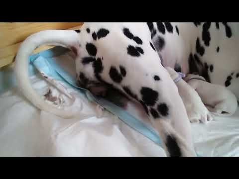 Die Geburt eines Dalmatiners - Birth of a Dalmatian puppy