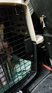 77 reactions · 6 comments | What a way to start off the morning than a rescue pull of 26 dogs! From puppies to adults! Thank you NoPaws LeftBehind Rescue - Bakersfield CA for picking these fur angels up! Teamwork makes their dream work, the dream to find a loving home  | Kern County Animal Services | Facebook