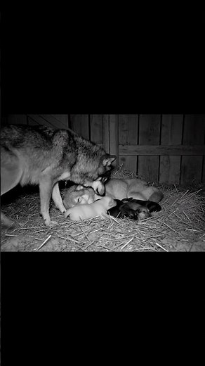 🐺💤 Wolves Sleeping Peacefully While Parents Protect Cubs 🌙❤️ Night Camera