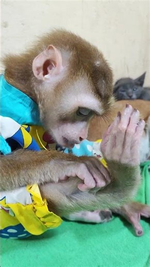 What is a monkey's foot? #monkey #adorably #youtubechannel youtubec