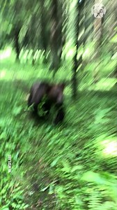 1K views | This bear loves eating all manner of foods | Lady Panda | Facebook