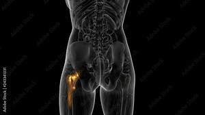 hip bones anatomy medical scan