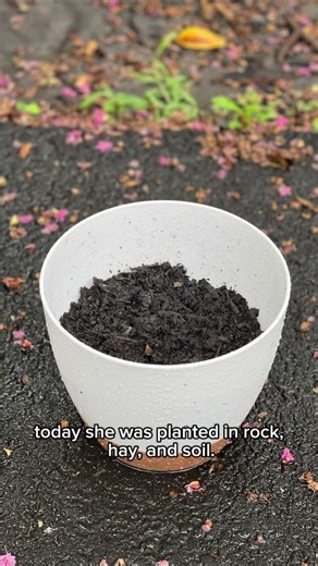 comeback tomorrow for day 2 #plant #viral #fyp #newplant #billybob #theplant #likethevideo
