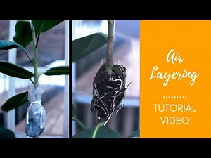 1.Asexual Propagation: The Art of Air Layering (Marcotting)