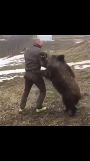 When a Wild Boar Chooses Peace Over Running 😂