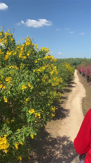 Elephant ride for the second time!! View over the ride was fulfilling ang layo layo tlg byahi just to have this ride#Elephantride #pattaya #thailand2023 #thapprayazoo #travel2023 #yearebdtravelgoal | This is Janeth