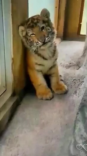 Captivating Moments with Majestic Tigers